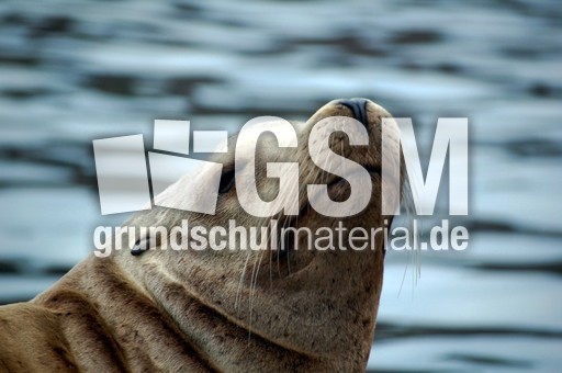 Kalifornischer Seelöwe.JPG